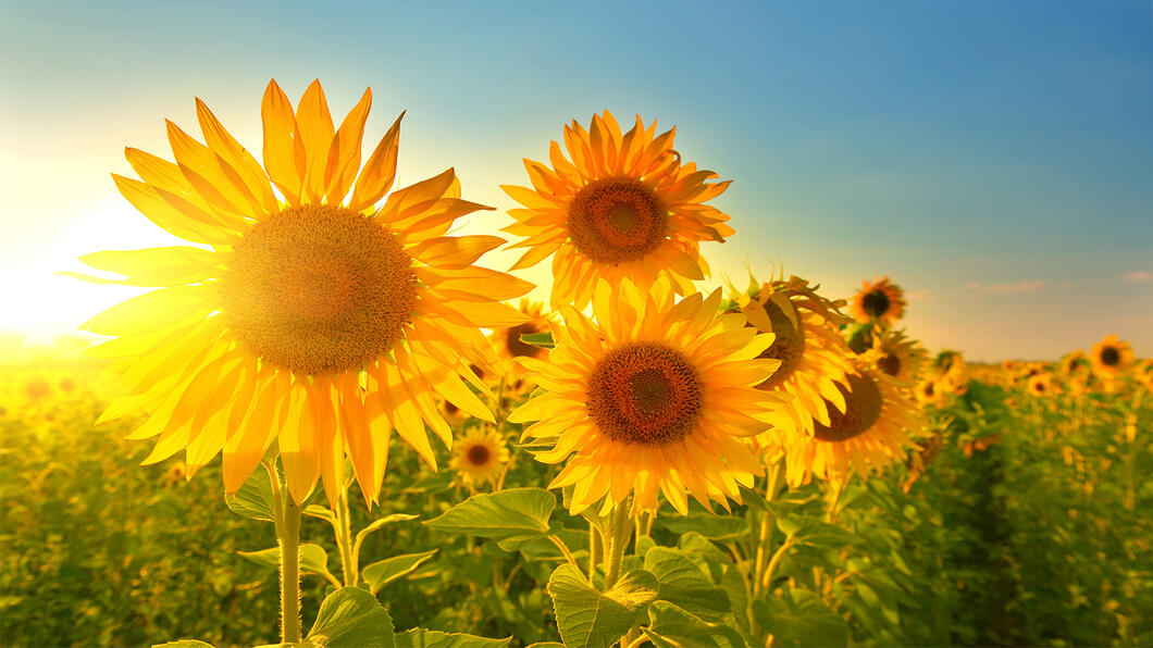 veld met zonnebloemen