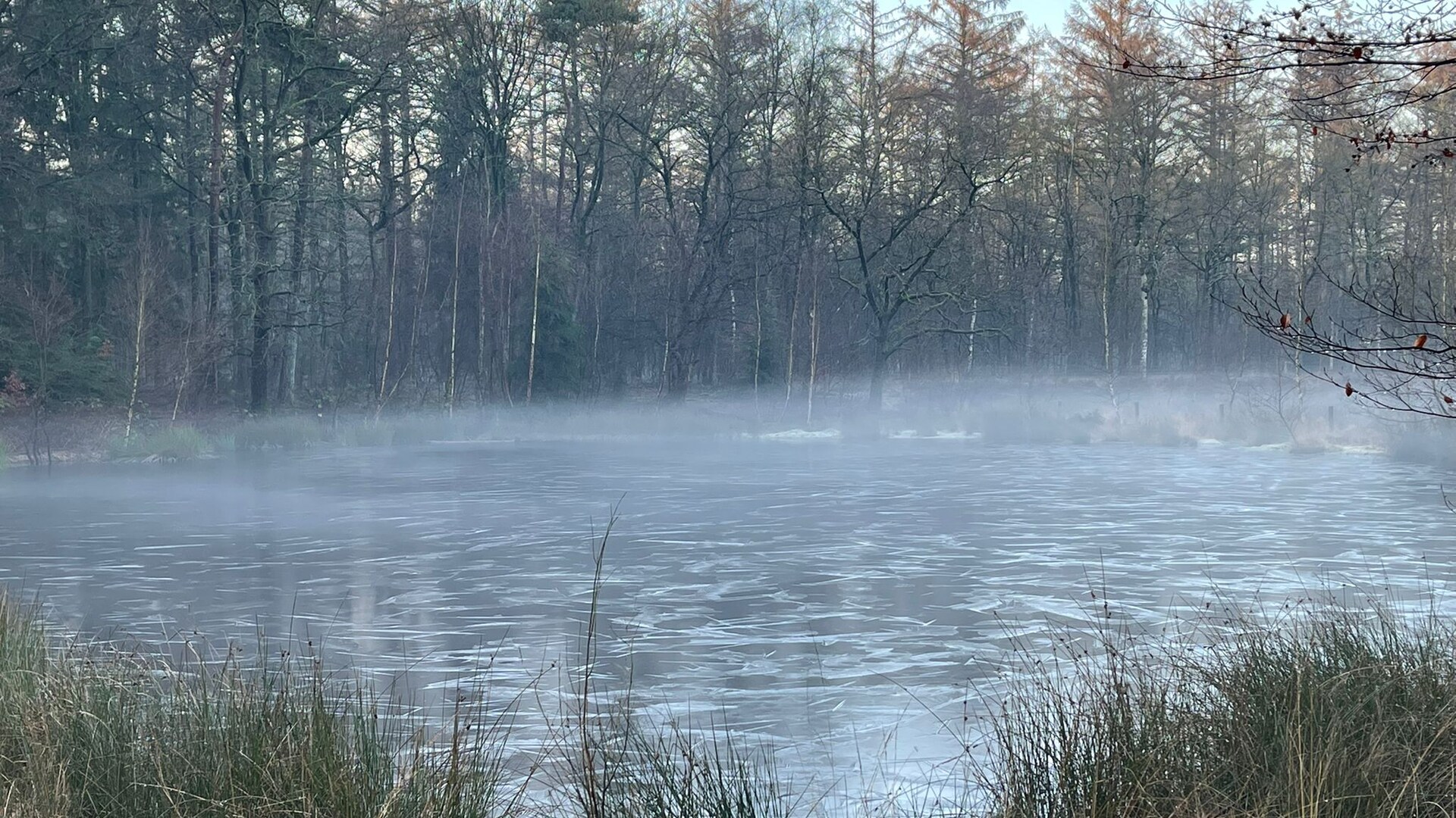 ijs en mist in de Sellingerbossen