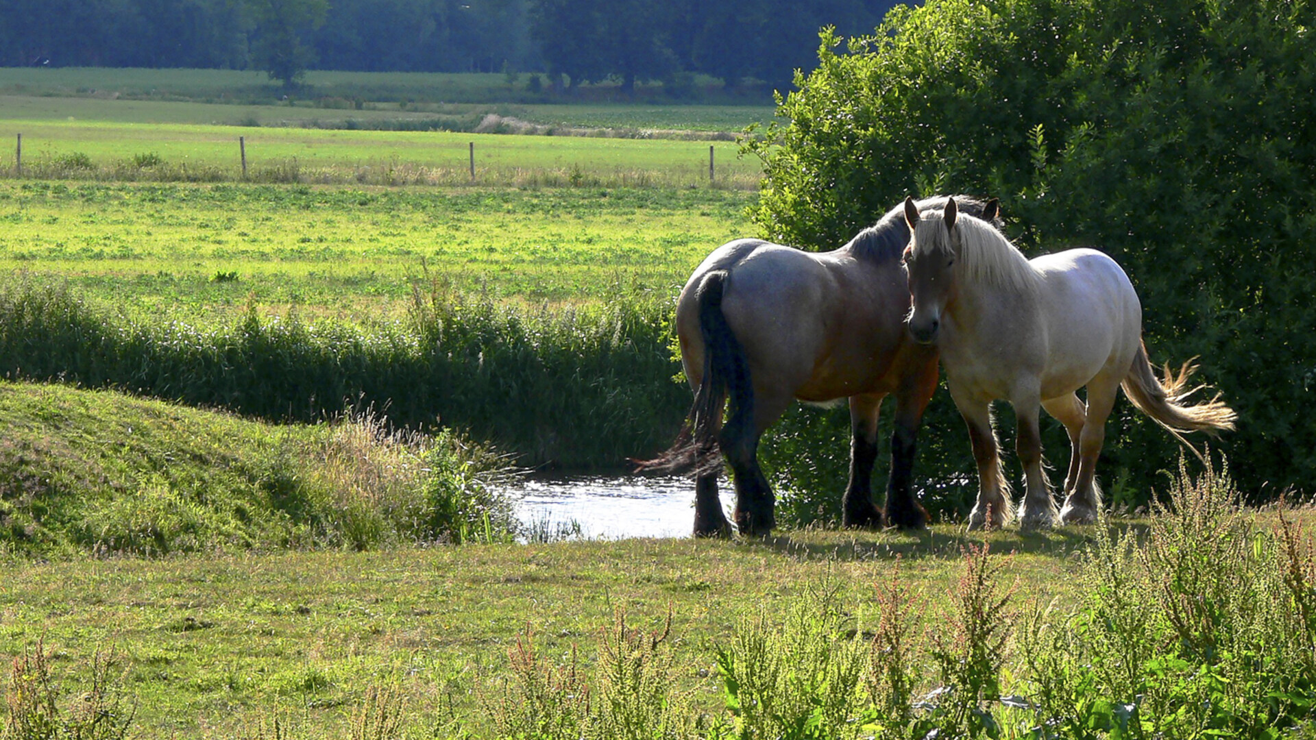 paarden in de wei