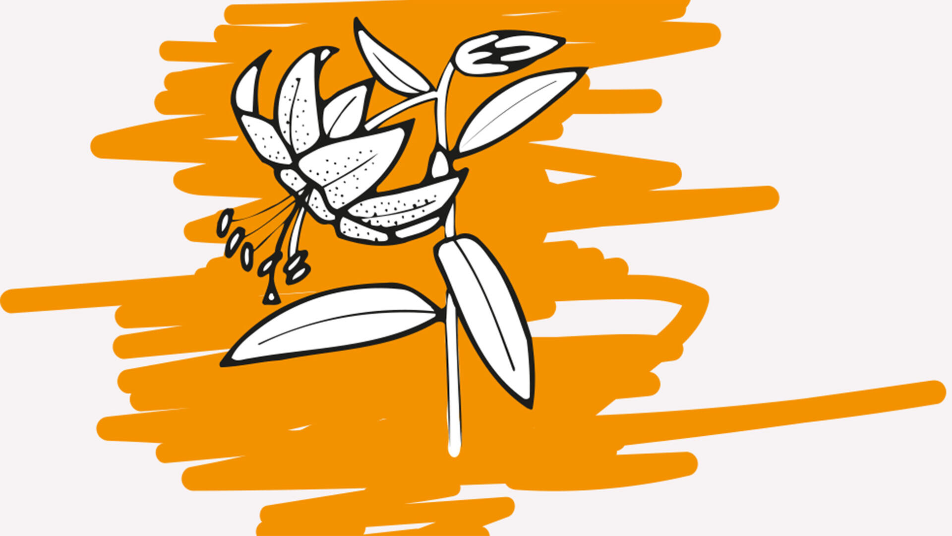 lelie met oranje achtergrond